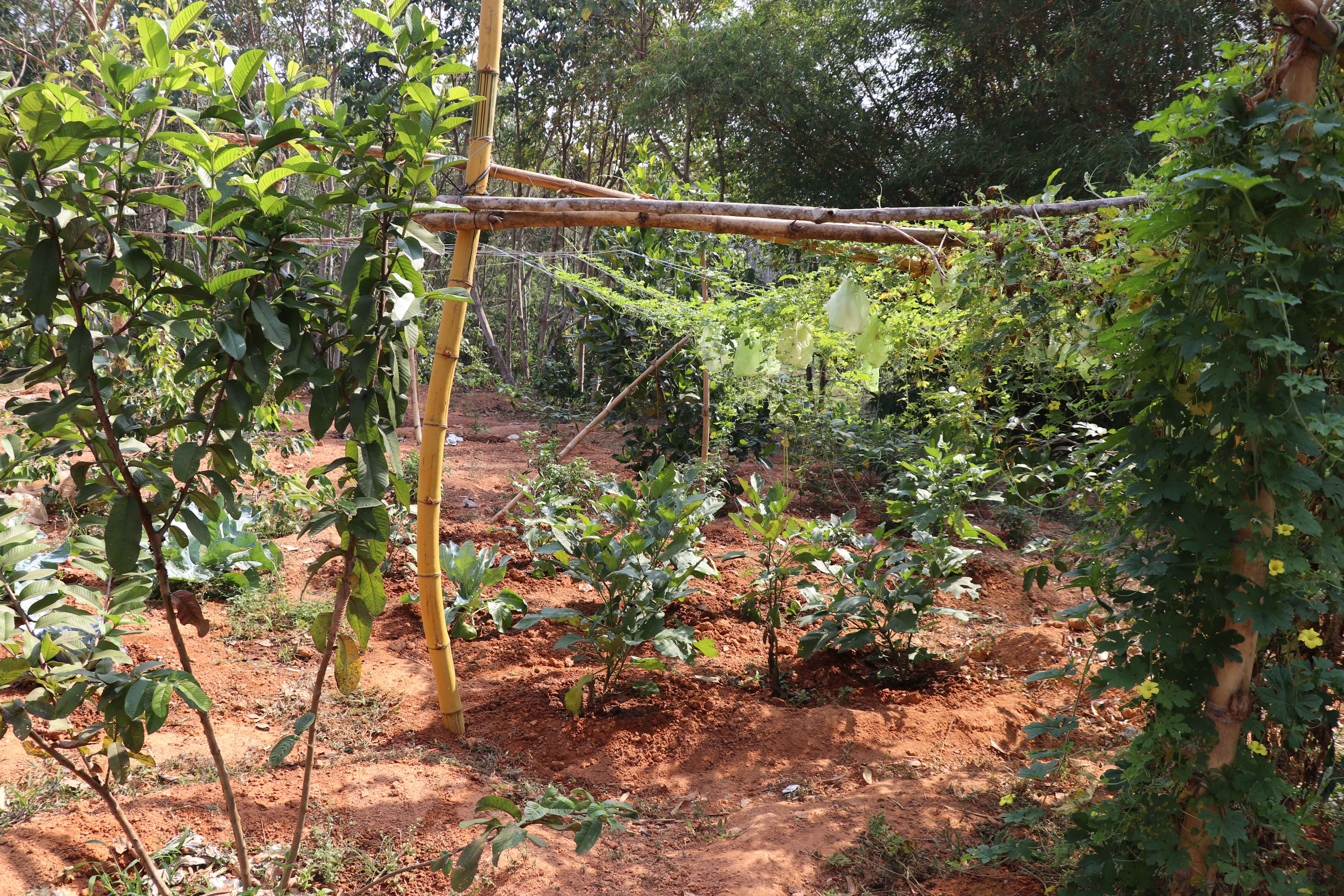 Green Vegetable Cultivation